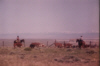 Frank and Walt Counting Cows into Poison Creek